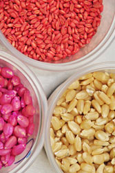 Maize