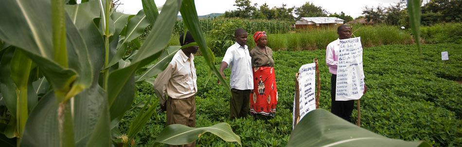 MAIZE photo