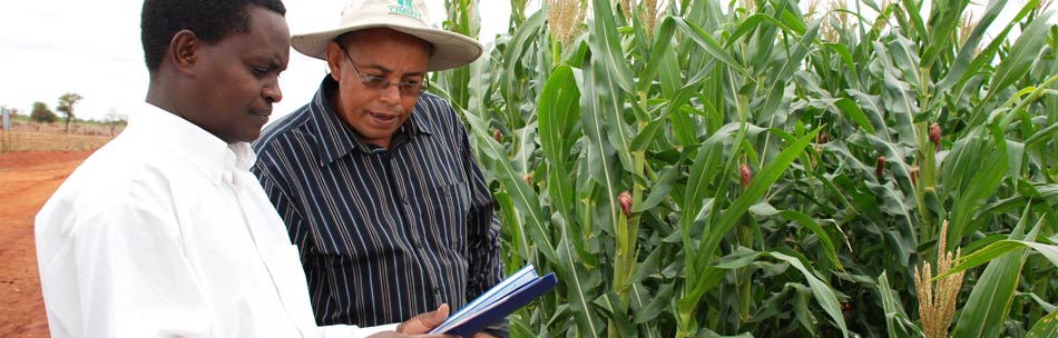 MAIZE photo