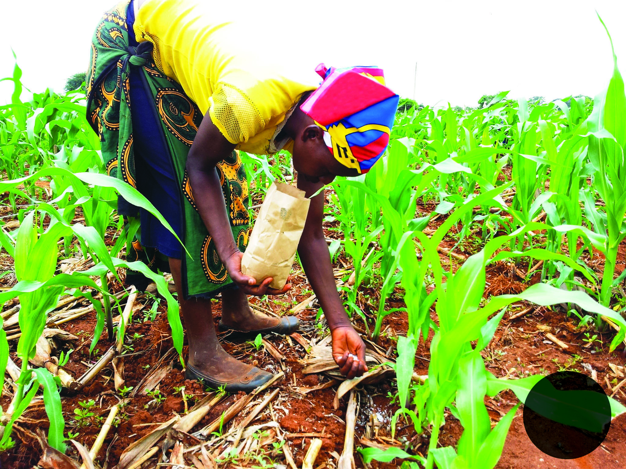 Improved Maize To Boost Yields In Nitrogen starved African Soils 