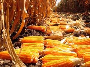 vitamin-a-orange-maize