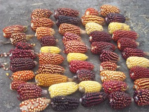 Purple maize varieties with high anthocyanin accumulation can have significant nutritional and economic value, but cannot be identified using the R1-nj marker.