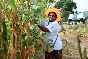 Angeline Odero in her maize–legume plot. The use of herbicides has reduced her cost of weeding from $160 per hectare using hired labor, to less than $60 per hectare. Photographer: CIMMYT/Johnson Siamachira