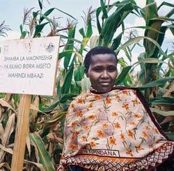 Her bravery to ask for land from her father saw Felista grow enough crops to feed her children and export in India. Photographer: CIMMYT