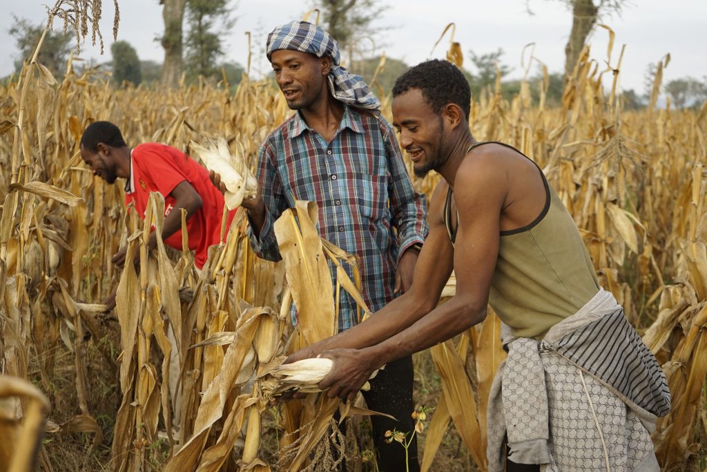 Spotlight MAIZE in Africa » CGIAR Research Program on MAIZE