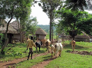 Photo credit: ILRI