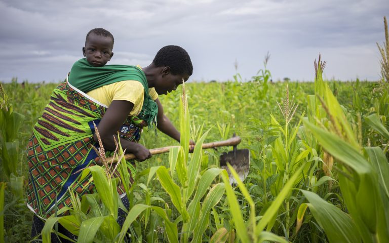 Spotlight: MAIZE in Africa » CGIAR Research Program on MAIZE