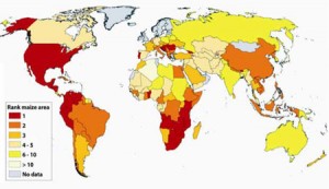 Figure 1. Relative rank of maize by area sown worldwide Figure 1. Relative rank of maize by area sown worldwide
