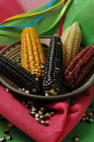 MAIZE photo