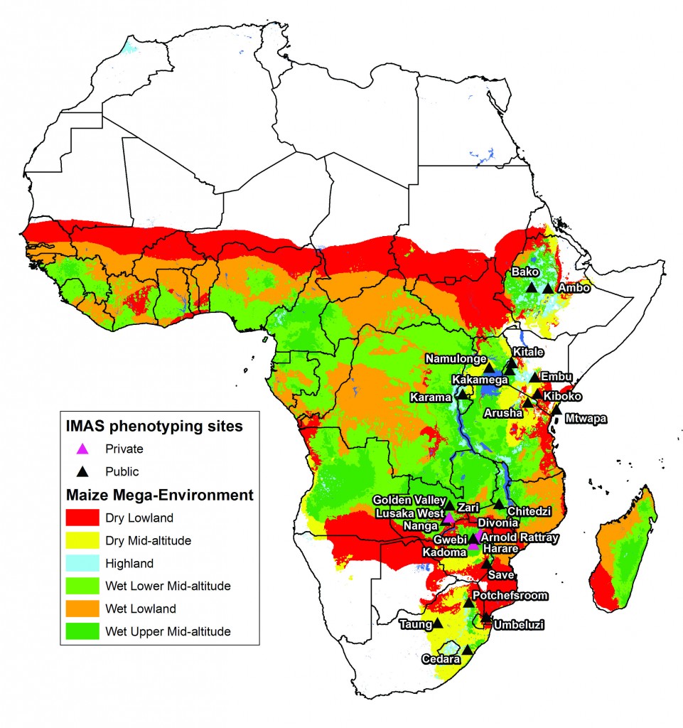 Improved Maize To Boost Yields In Nitrogen Starved African Soils Maize